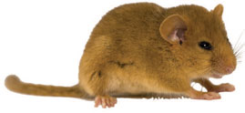 Mouse